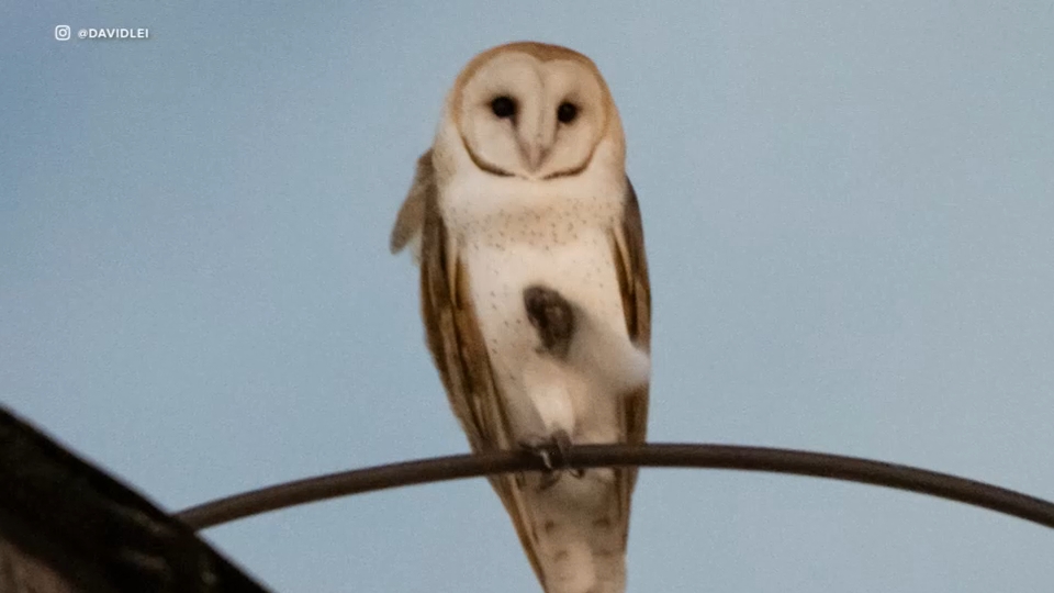 Disruption of rare barn owl nest sparks outrage on Upper West Side
— Tarrytown Schools news