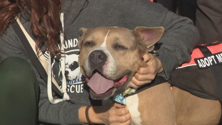 New location announced for City of Buffalo Animal Shelter — Tarrytown Community news