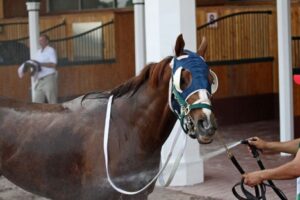 How Local Communities Embraced the Excitement of the Breeders’ Cup Season — River Journal Online (Tarrytown/Ossining/Peekskill)